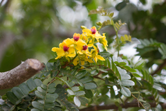 Paubrasilia echinata