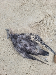 Ardenna tenuirostris