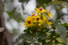 Paubrasilia echinata