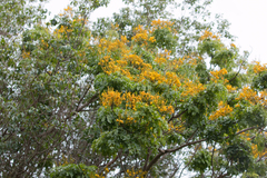 Cenostigma pluviosum