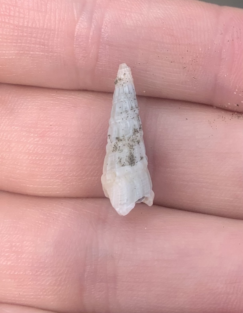 Neoterebra armillata