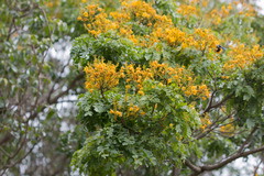Cenostigma pluviosum