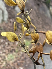 Phoradendron villosum