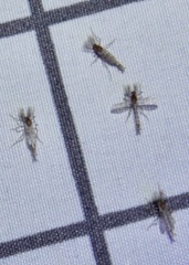 Chaoborus punctipennis