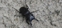 Dorcus rectus