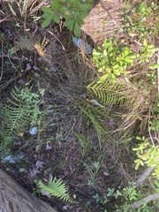Nephrolepis biserrata