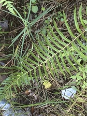 Nephrolepis biserrata