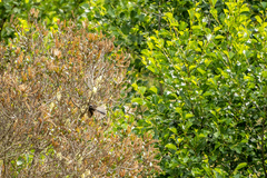 Rhipidura fuliginosa placabilis