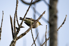 Zosterops lateralis lateralis