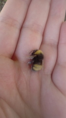 Bombus haematurus