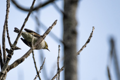 Zosterops lateralis lateralis