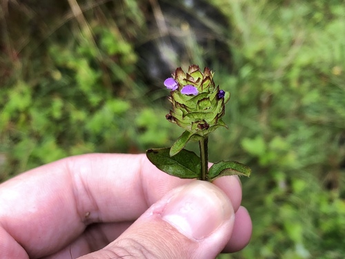 Prunella vulgaris observed 2018-09-13