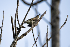 Zosterops lateralis lateralis