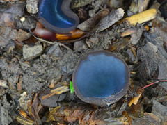 Galactinia saniosa