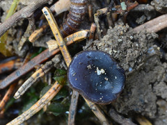 Galactinia saniosa