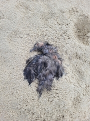 Ardenna tenuirostris