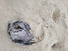 Ardenna tenuirostris