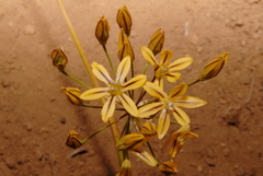 Triteleia ixioides anilina