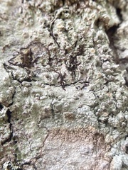 Pertusaria sinusmexicani