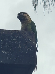 Pyrrhura frontalis