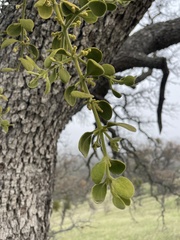 Phoradendron villosum
