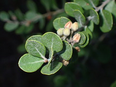 Lyonia
