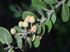 Lyonia