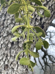 Phoradendron villosum
