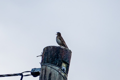 Turdus philomelos clarkei