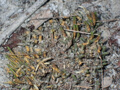 Selaginella arenicola