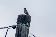Turdus philomelos clarkei