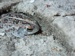 Anaxyrus quercicus