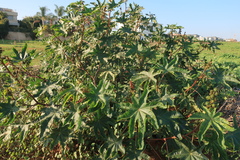 Ricinus communis