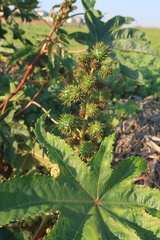 Ricinus communis