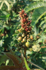 Ricinus communis