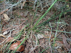 Liatris quadriflora