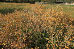 Solanum elaeagnifolium
