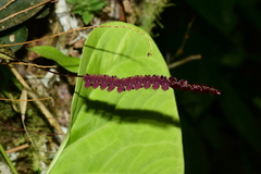Stelis adrianae