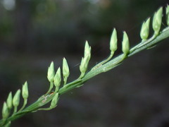Liatris quadriflora