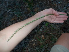 Liatris quadriflora