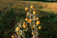 Solanum elaeagnifolium