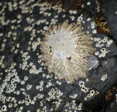 Chthamalus stellatus