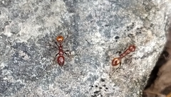 Chelaner antarcticus