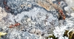 Chelaner antarcticus