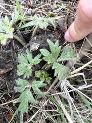 Ranunculus californicus
