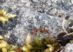 Chelaner antarcticus