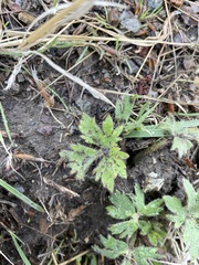 Ranunculus californicus