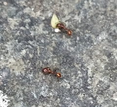 Chelaner antarcticus