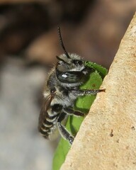 Megachile rotundata