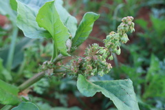 Rumex spinosus
